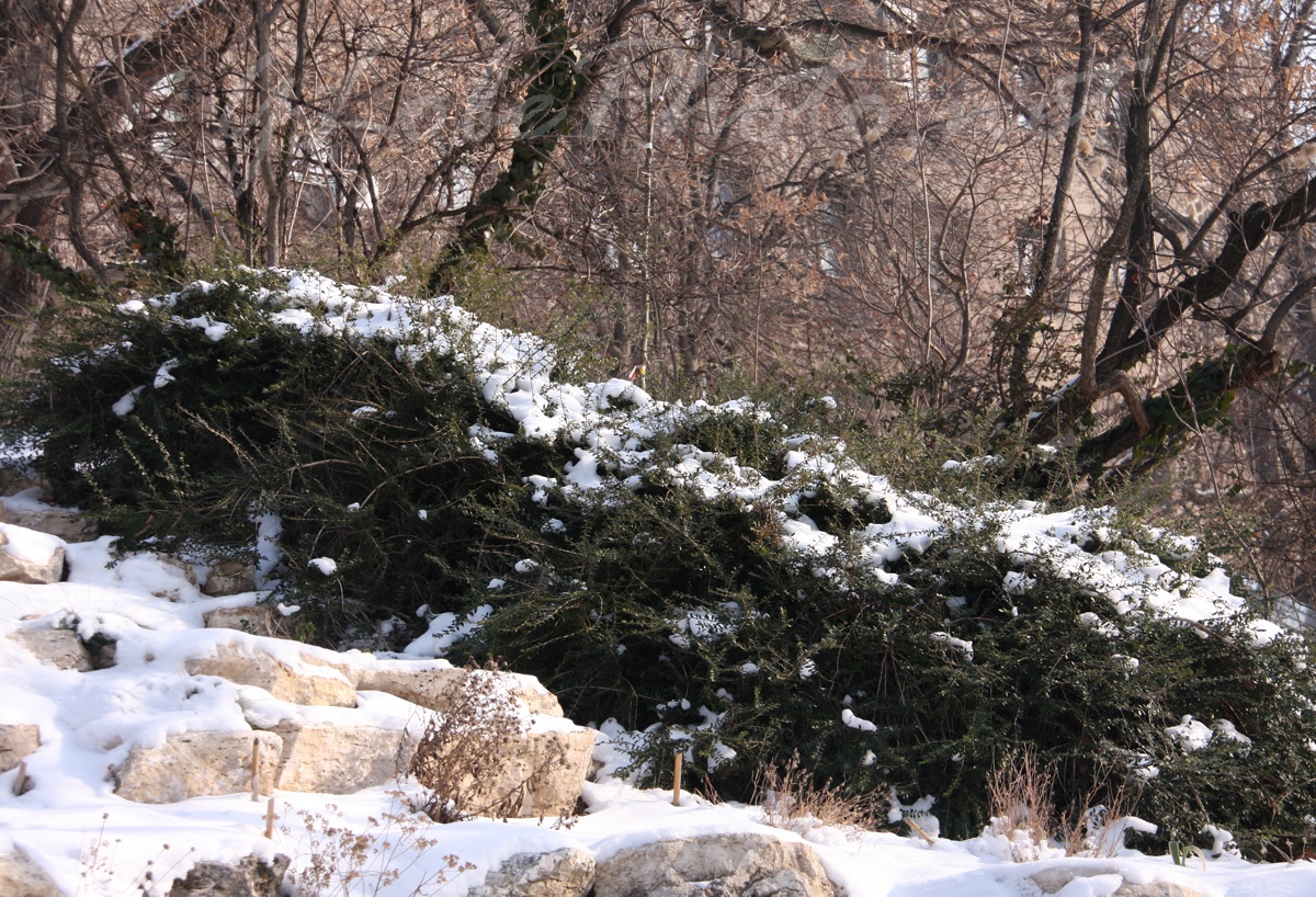 Tlen az Arbortumban